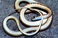 San Joaquin Coachwhip