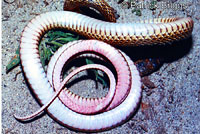 San Joaquin Coachwhip