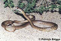 San Joaquin Coachwhip