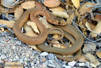 San Joaquin Coachwhip