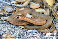 San Joaquin Coachwhip