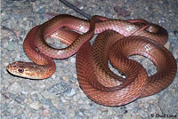 San Joaquin Coachwhip