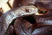 Baja California Coachwhip