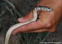 Baja California Coachwhip