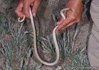 Baja California Coachwhip