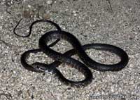 Baja California Coachwhip