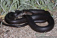 Baja California Coachwhip