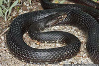 Baja California Coachwhip