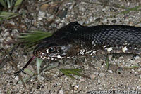 Baja California Coachwhip