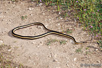 Alameda Striped Racer