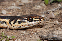 Alameda Striped Racer