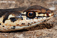 Alameda Striped Racer