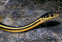 Alameda Striped Racer