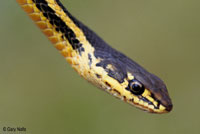 Alameda Striped Racer