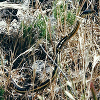 Alameda Striped Racer