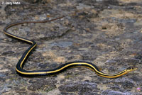 Alameda Striped Racer