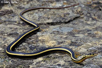 Alameda Striped Racer