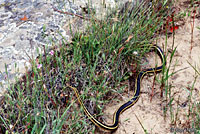 Alameda Striped Racer