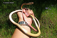 California Striped Racer