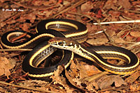 California Striped Racer