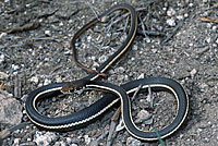 California Striped Racer