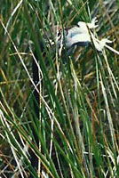 California Striped Racer