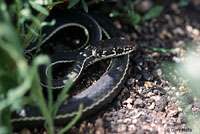 California Striped Racer