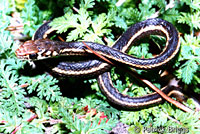 California Striped Racer