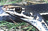 California Striped Racer