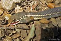 California Striped Racer