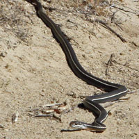 California Striped Racer