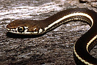 California Striped Racer