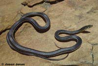 California Striped Racer