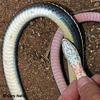 California Striped Racer