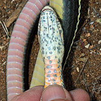 California Striped Racer