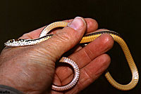 California Striped Racer