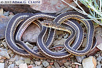 Desert Striped Whipsnake