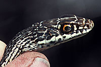 Desert Striped Whipsnake