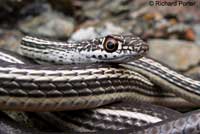 Desert Striped Whipsnake