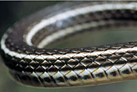 Desert Striped Whipsnake