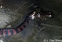 Watersnake