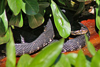 Southern Watersnake