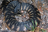 Southern Watersnake