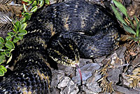 Southern Watersnake