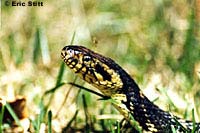 Southern Watersnake