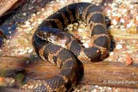 Northern Watersnake