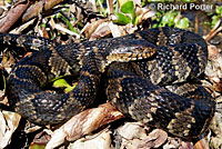 Northern Watersnake