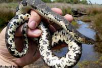 Northern Watersnake