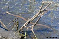 Northern Watersnake