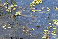 Northern Watersnake